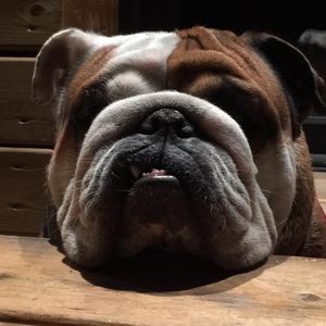 Meet your Posher, Winston